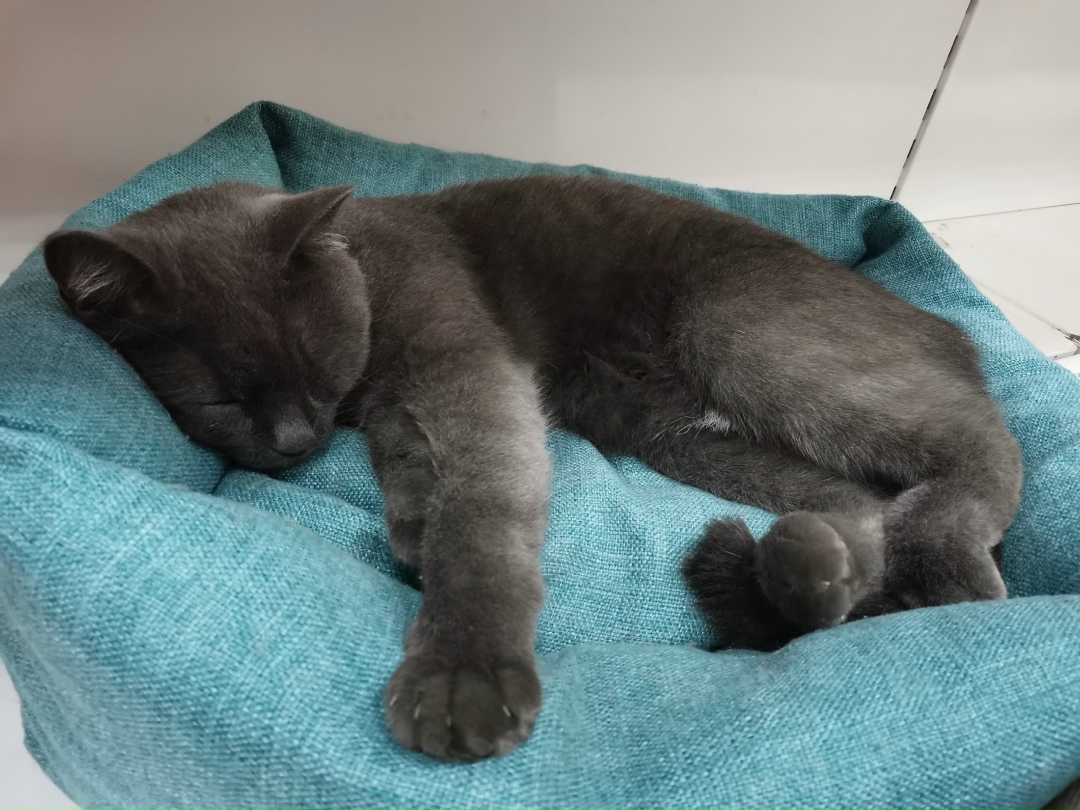 Пропала кошка в Кургане — фото объявления