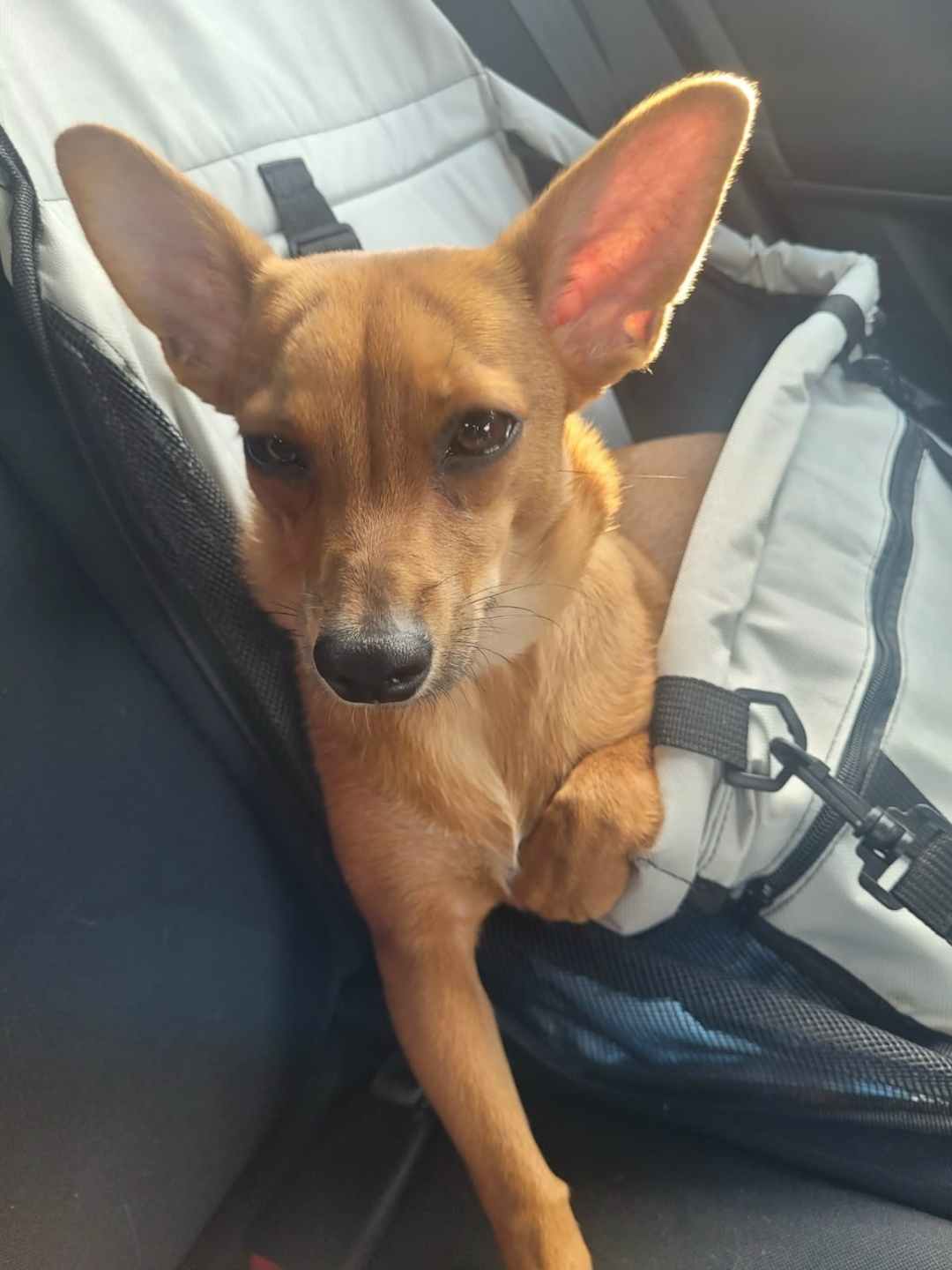 Пропала собака в Кургане — фото объявления