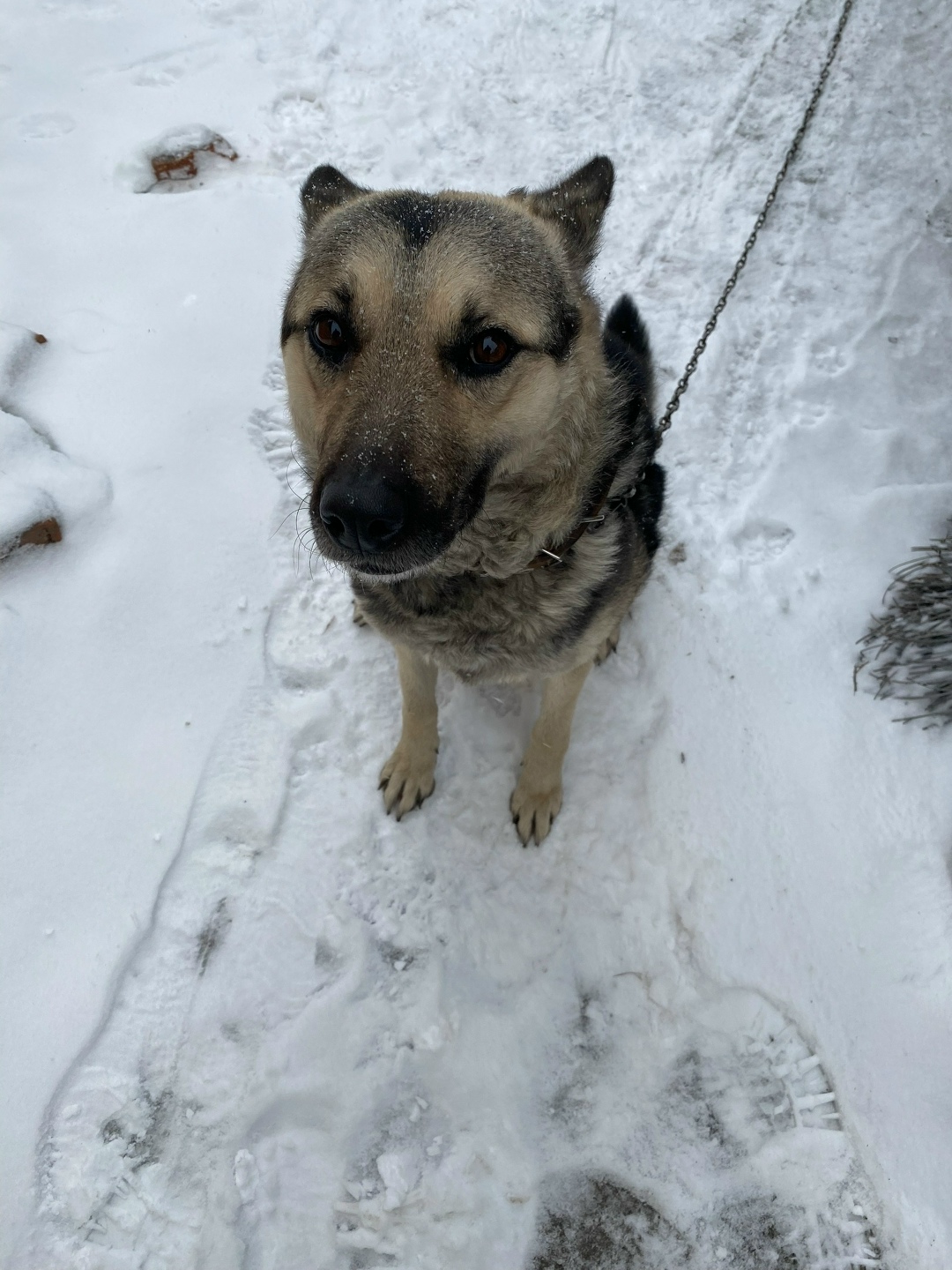 Пропала собака в Кургане — фото объявления