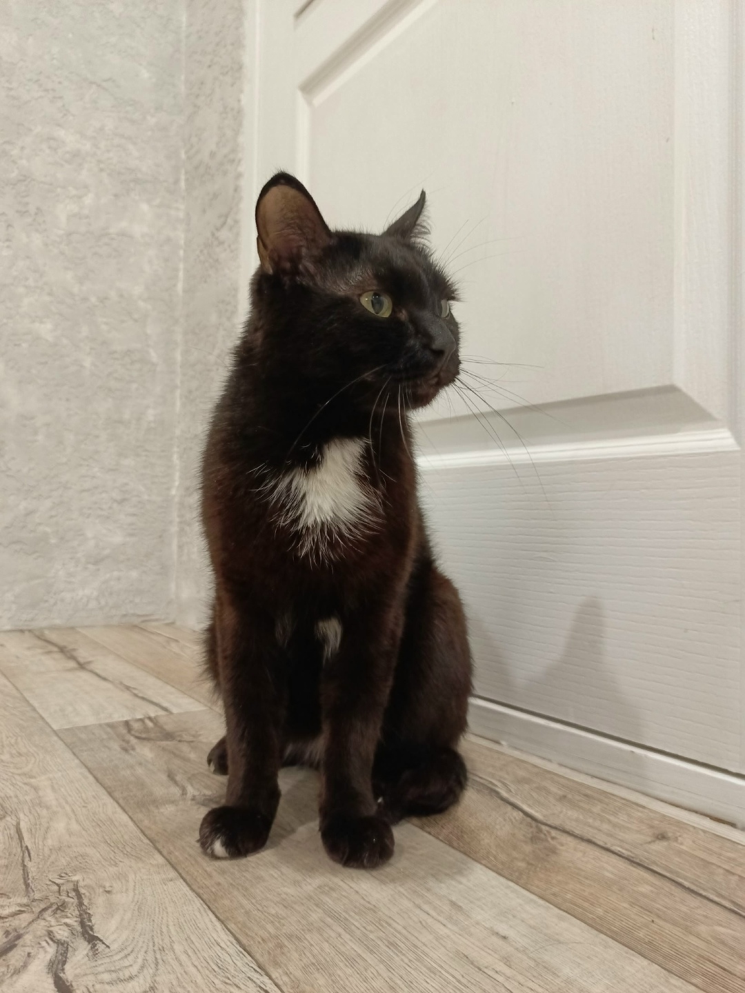 Пропала кошка в Кургане — фото объявления