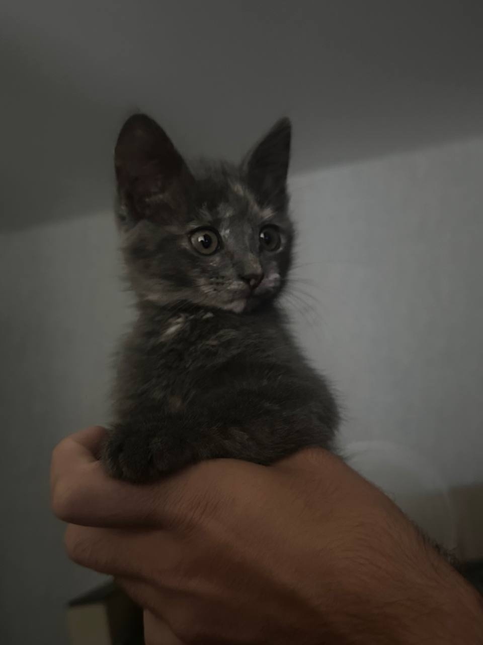 Найдена кошка в Кургане — фото объявления