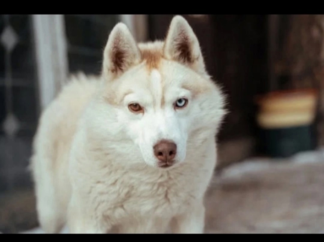Пропала собака в Кургане — фото объявления