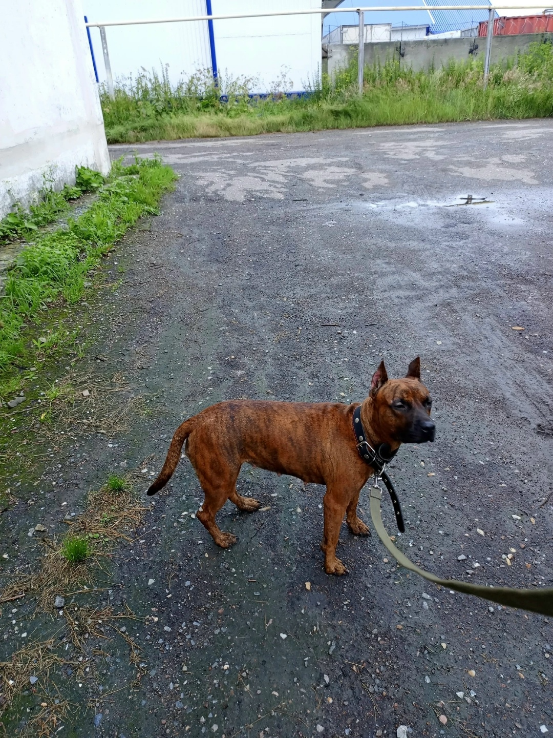 Найдена собака в Кургане — фото объявления