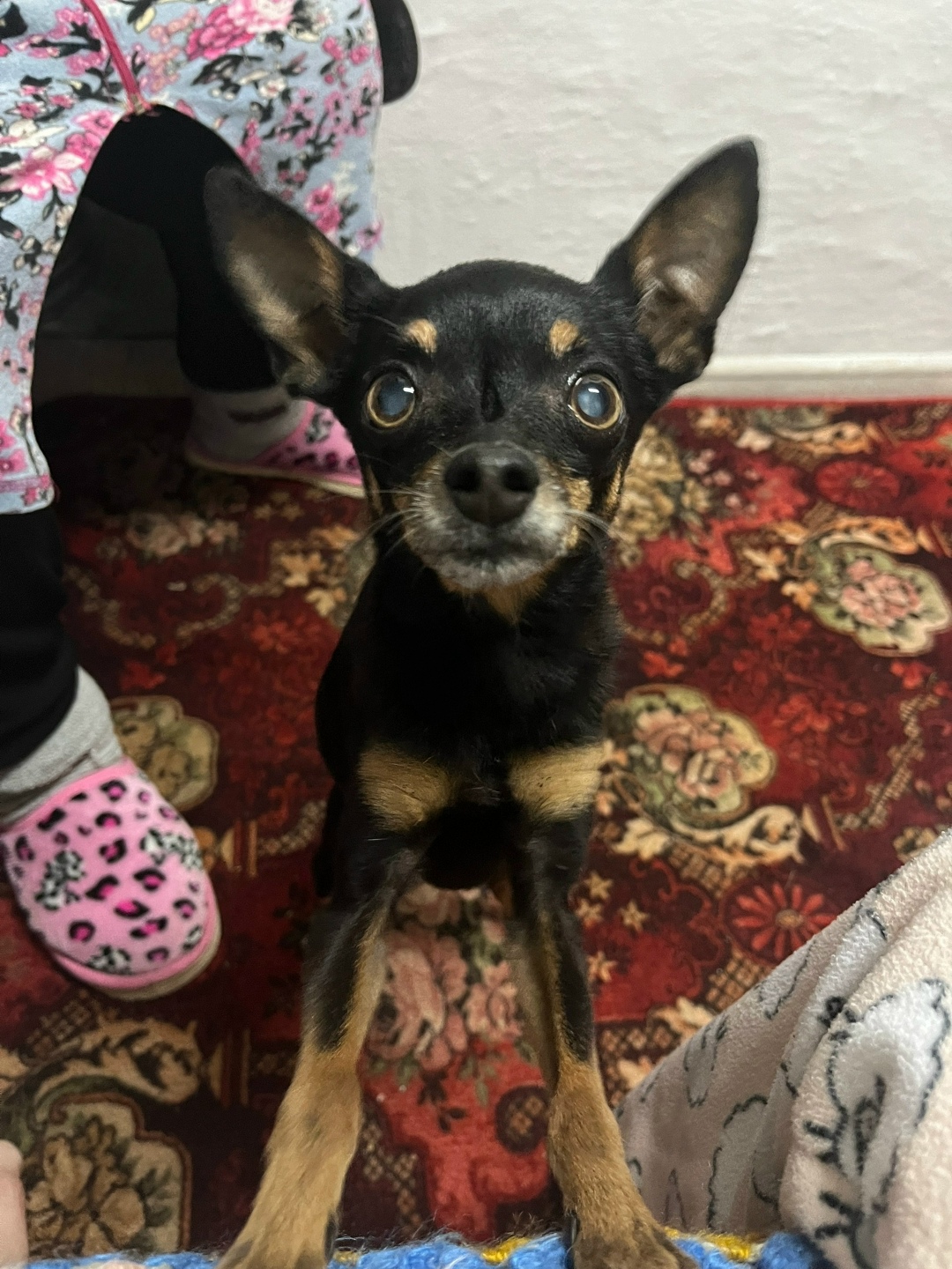 Пропала собака в Кургане — фото объявления