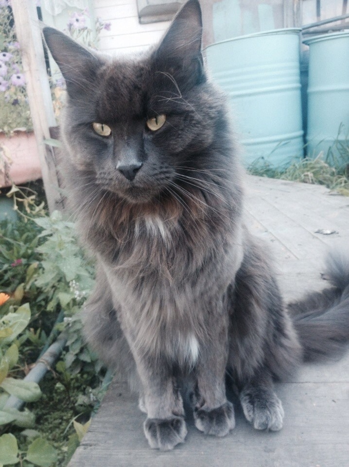 Пропала собака в Кургане — фото объявления