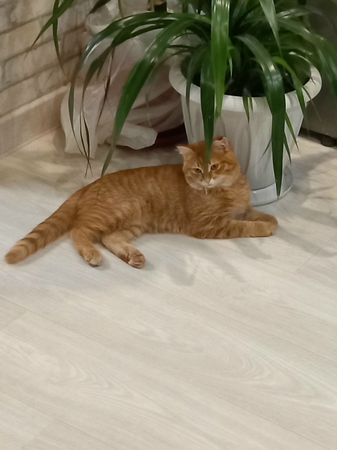 Пропала кошка в Кургане — фото объявления