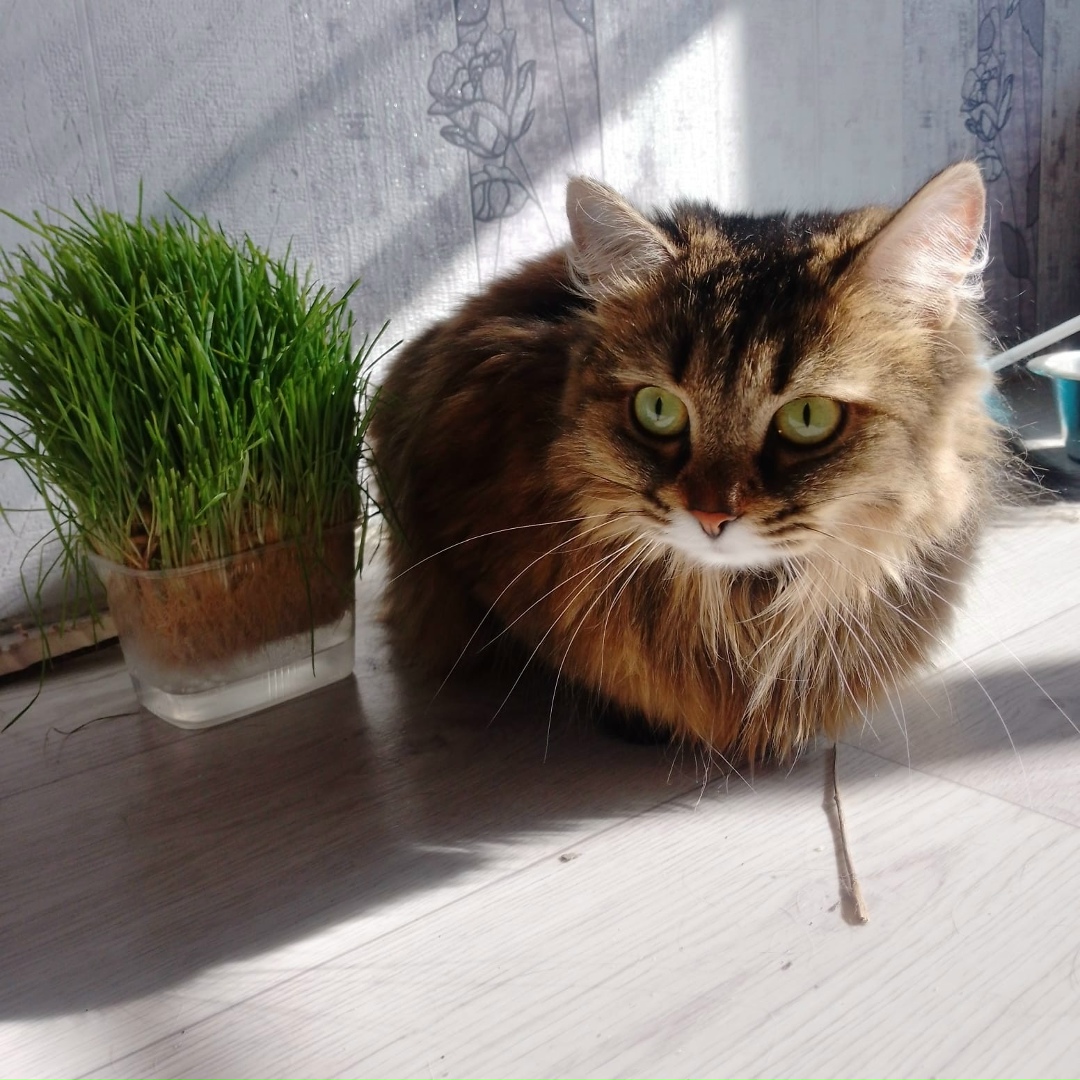 Найдена собака в Кургане — фото объявления