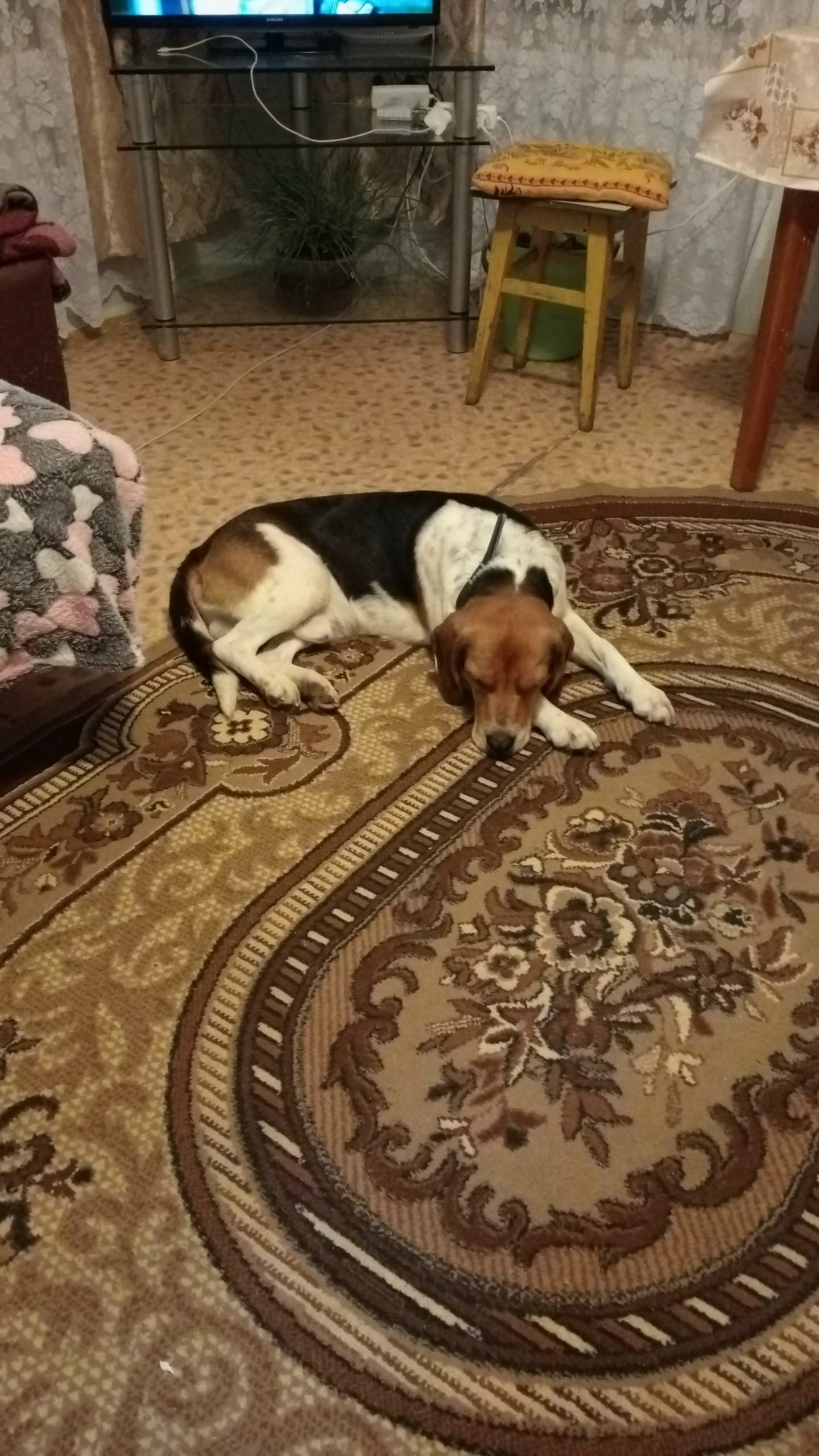 Пропала собака в Кургане — фото объявления