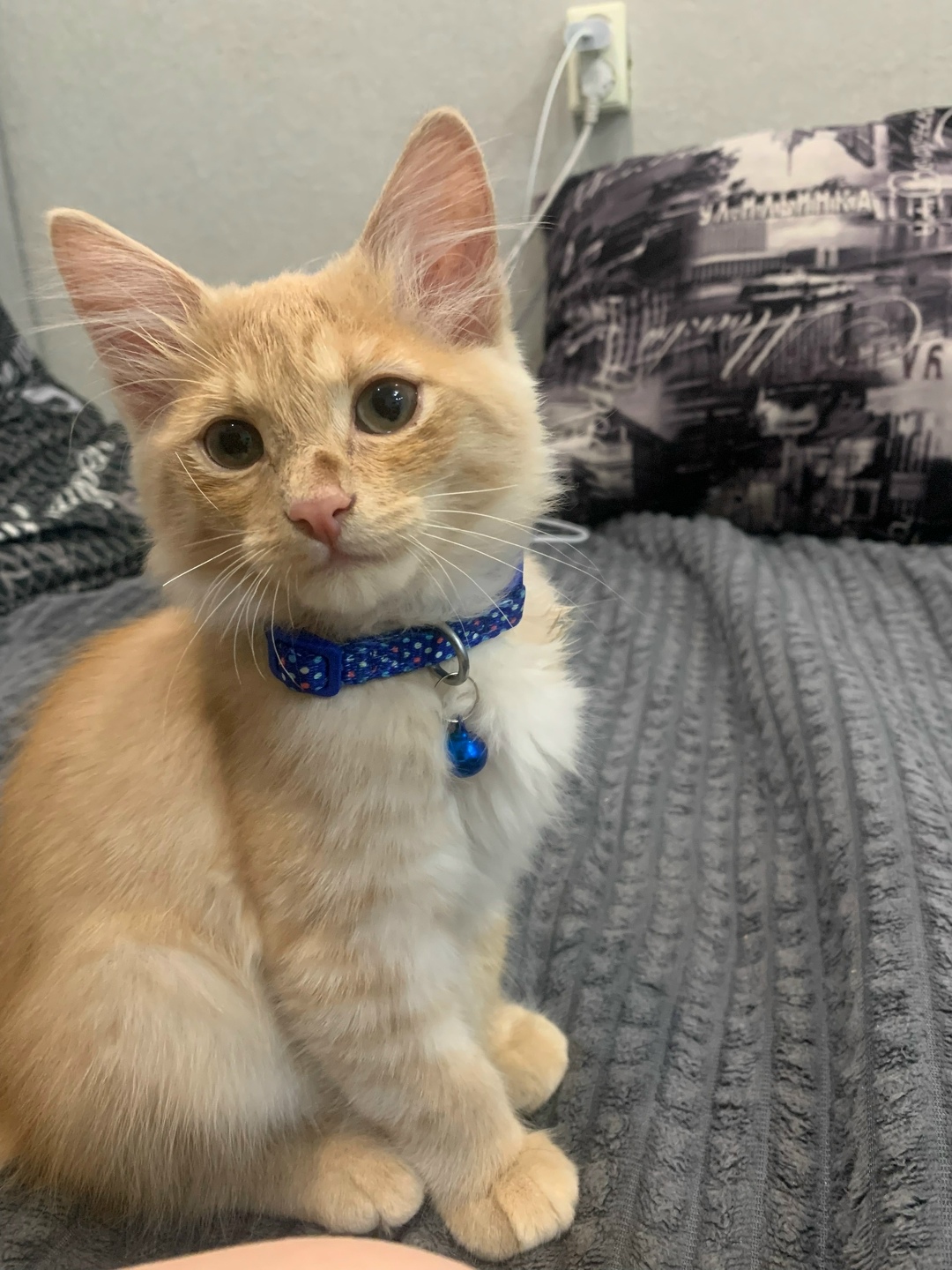 Найдена кошка в Кургане — фото объявления