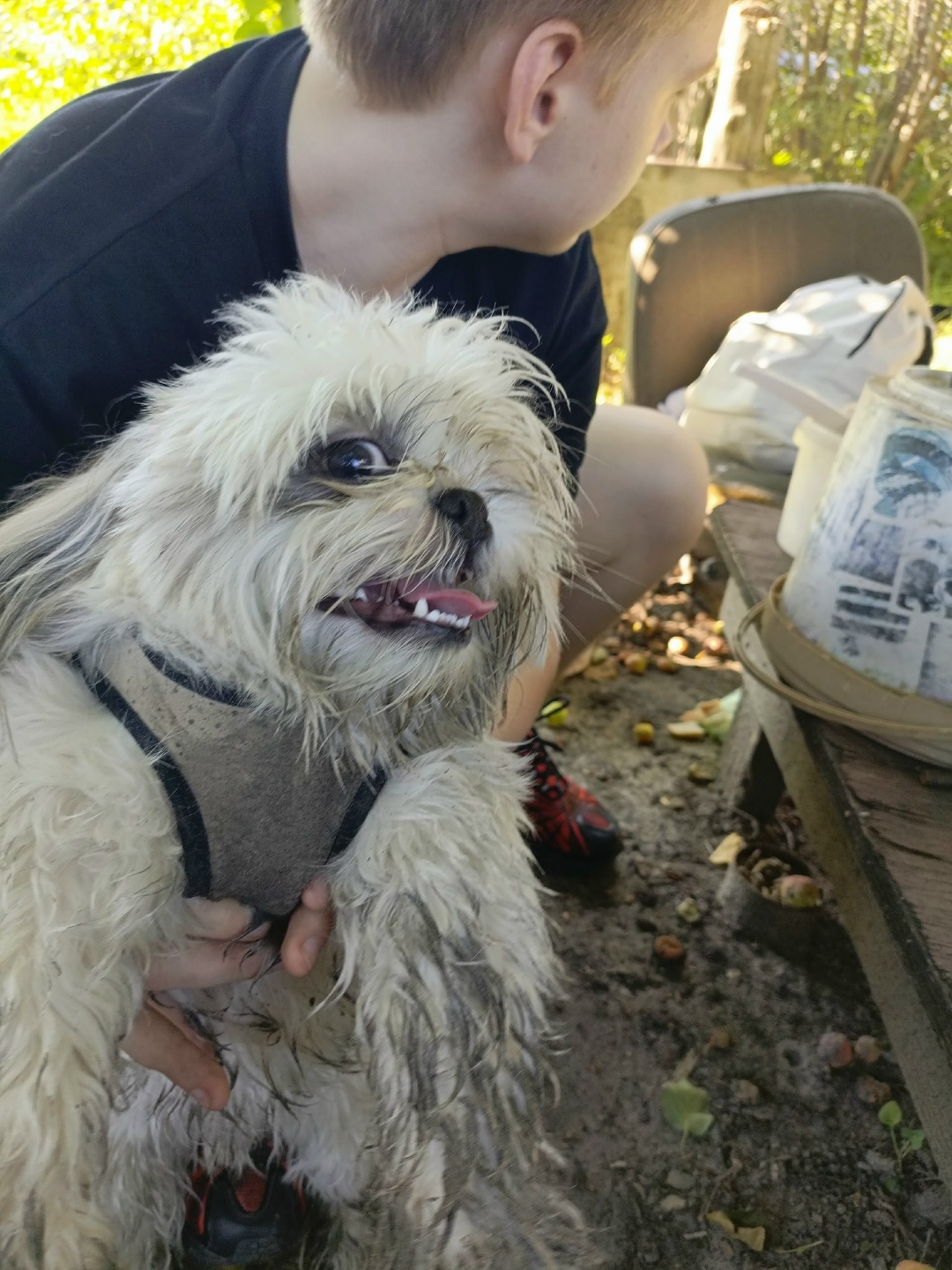 Найдена собака в Кургане — фото объявления