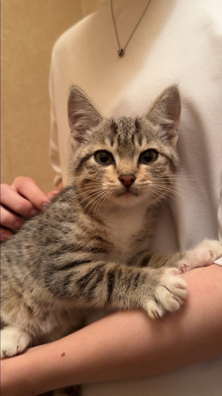 Найдена кошка в Кургане — фото объявления