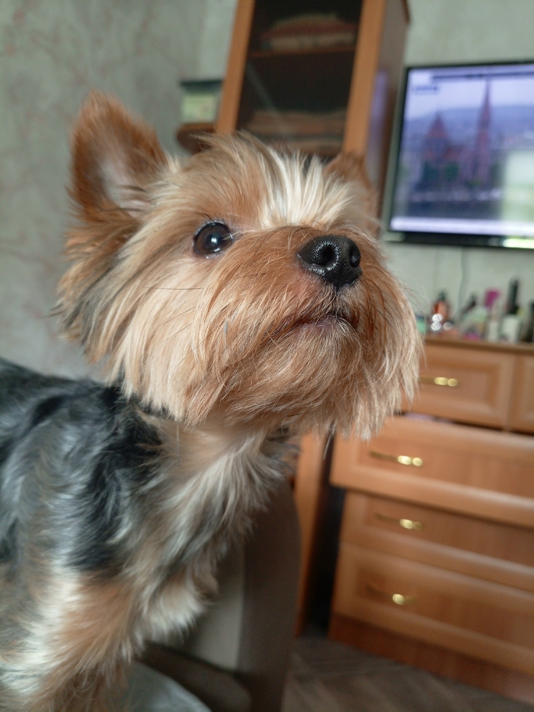 Пропала собака в Кургане — фото объявления