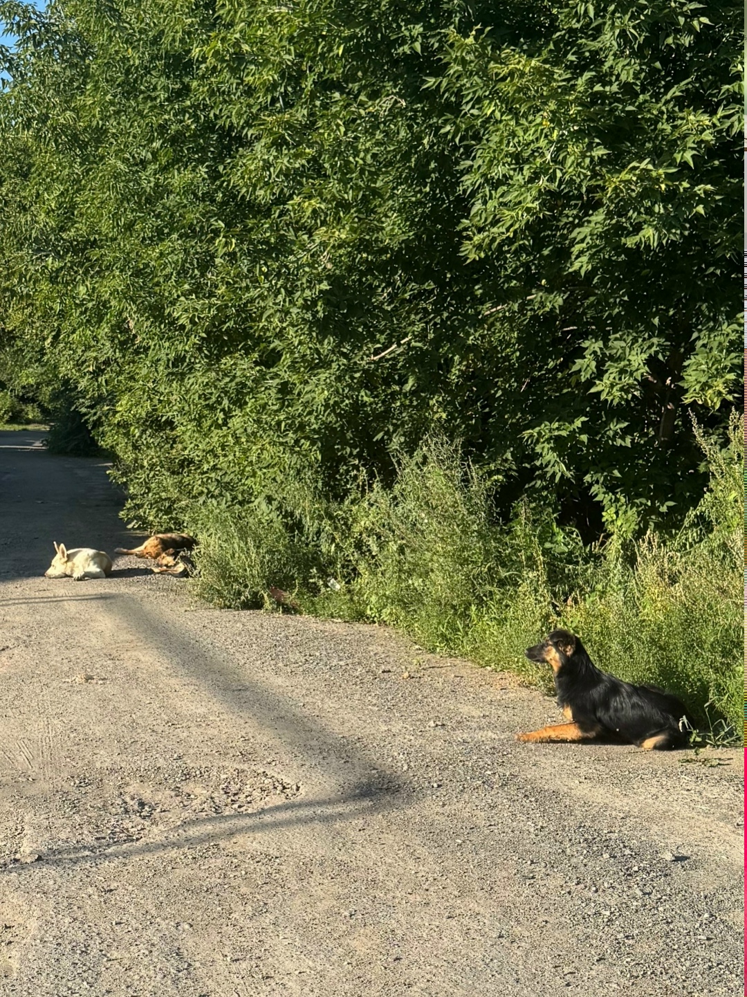 Пропала собака в Кургане — фото объявления