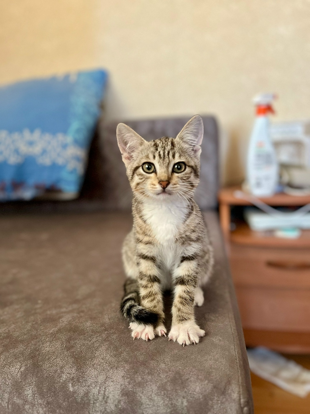 Найдена кошка в Кургане — фото объявления