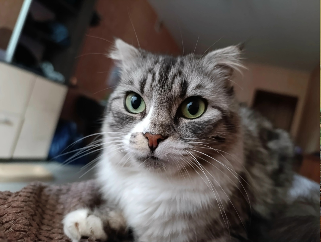 Найдена кошка в Кургане — фото объявления