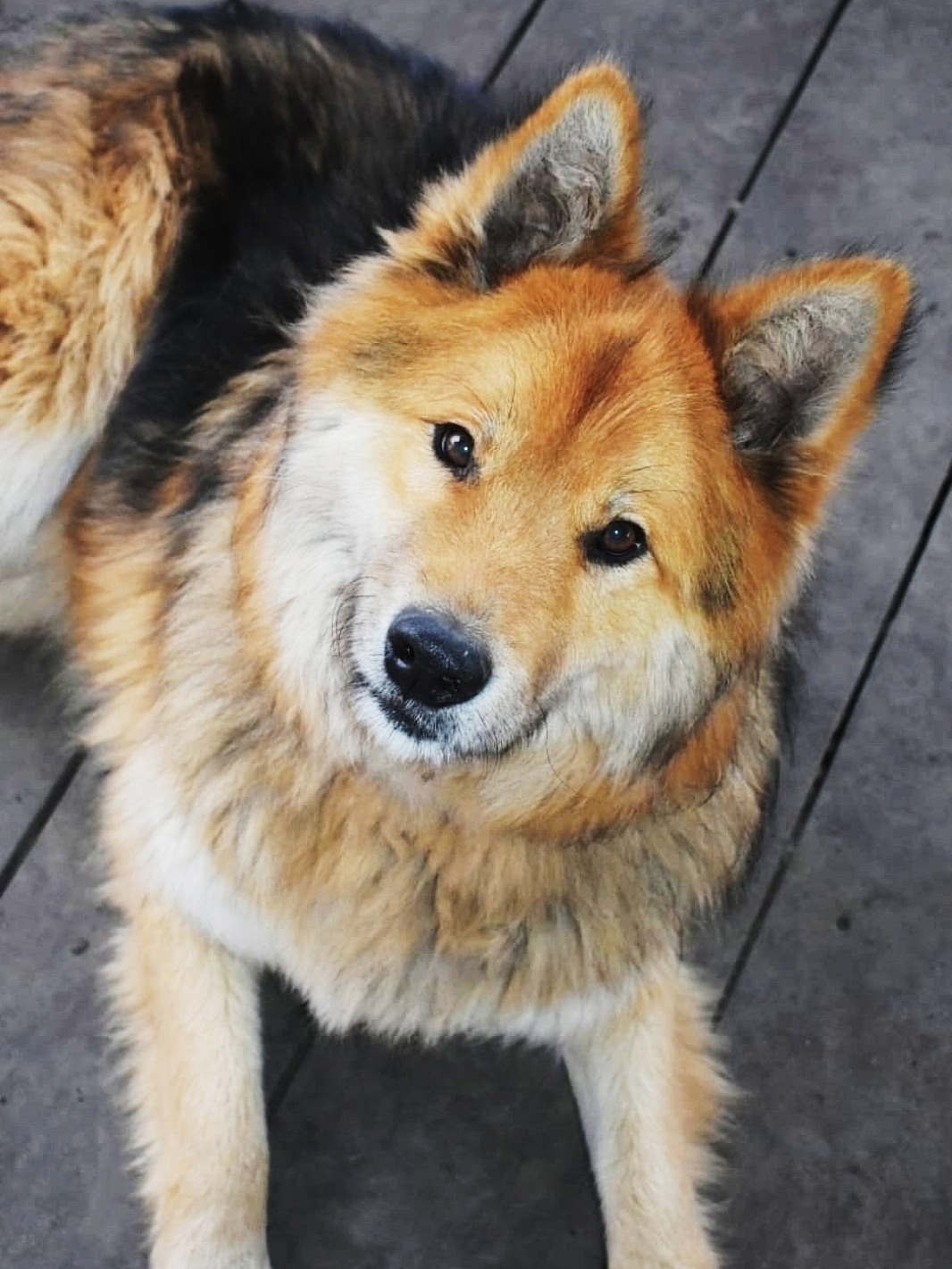 Найдена собака в Череповце — фото объявления