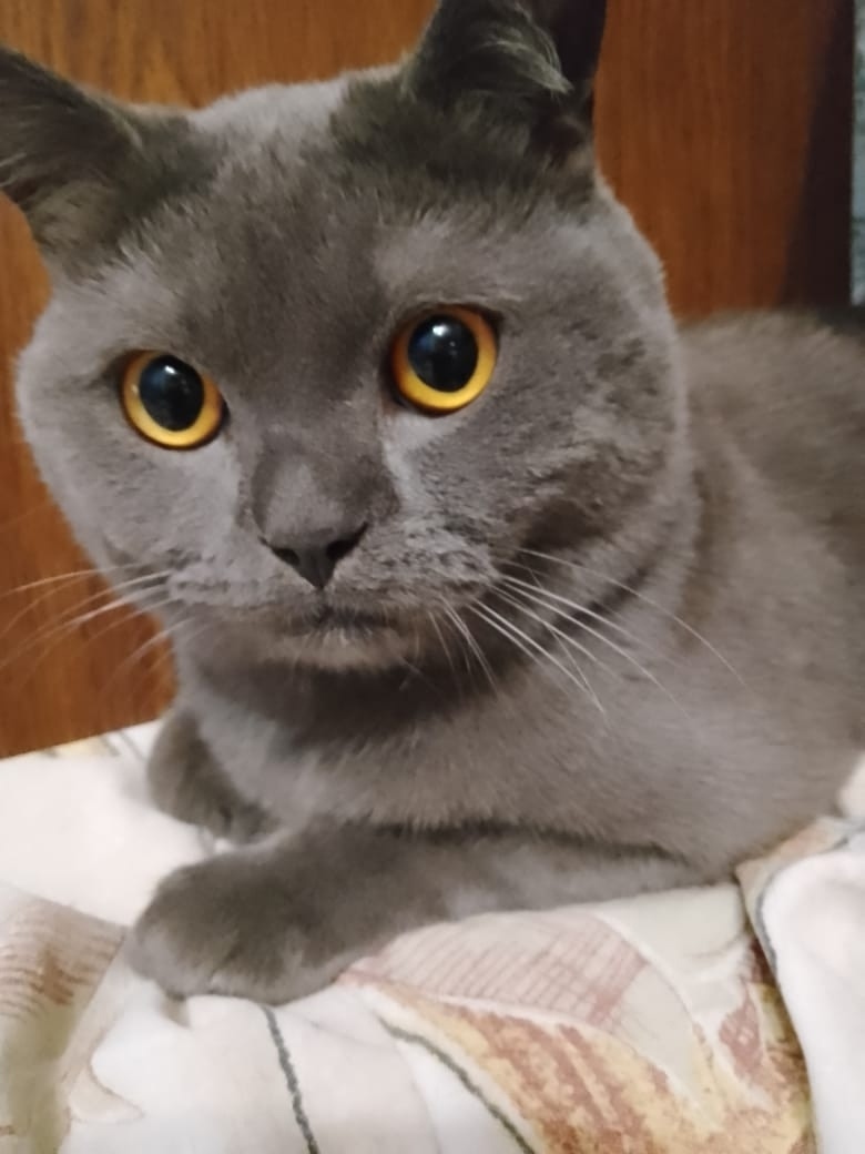 Пропала кошка в Череповце — фото объявления