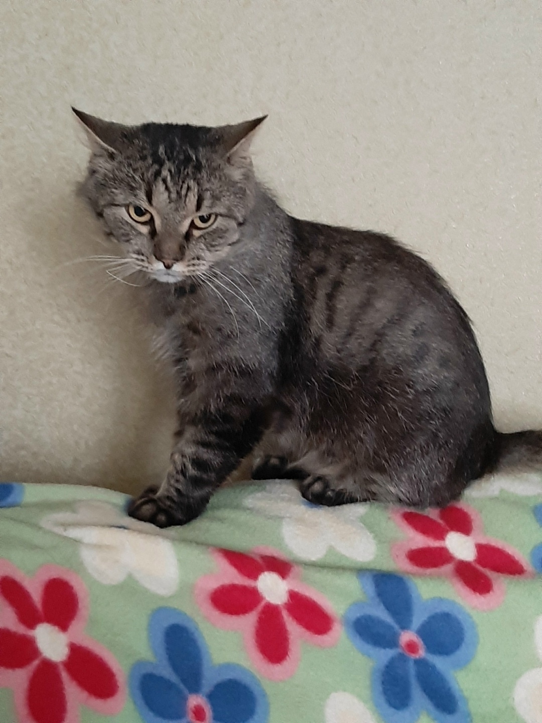 Найдена собака в Череповце — фото объявления