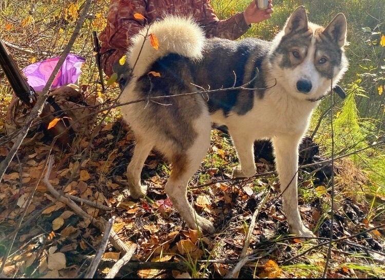 Пропала собака в Череповце — фото объявления