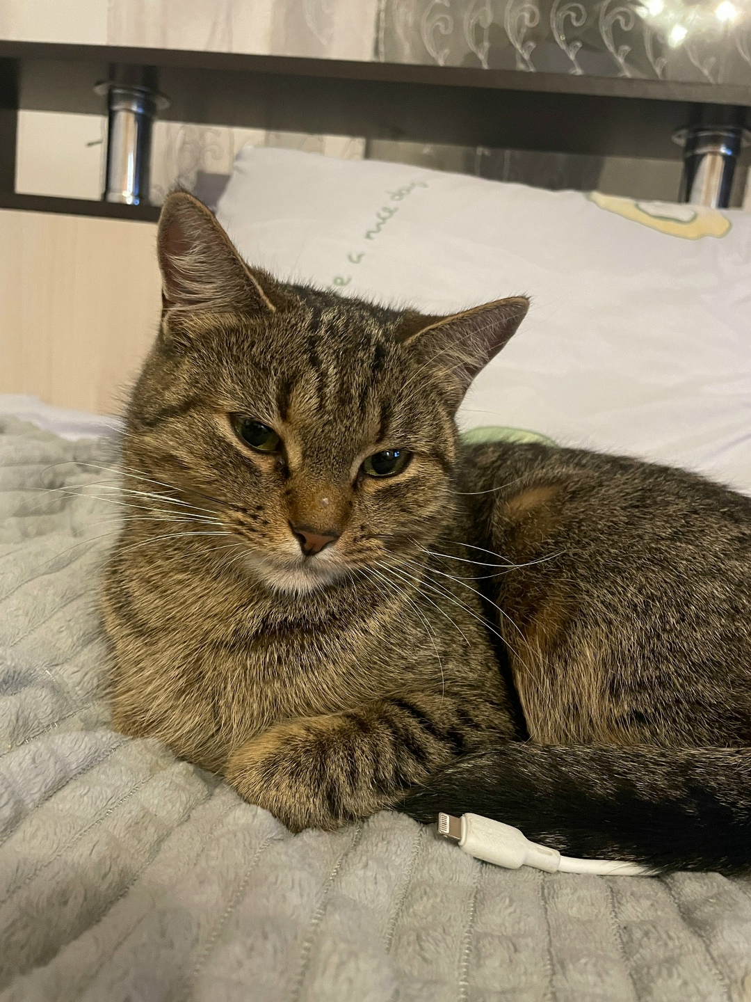 Пропала кошка в Череповце — фото объявления