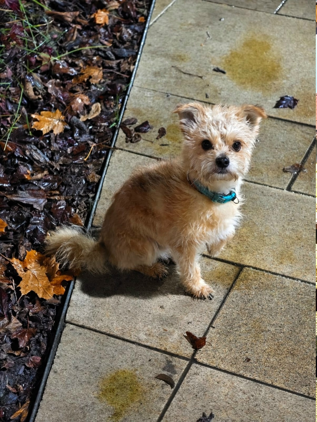 Пропала собака в Череповце — фото объявления