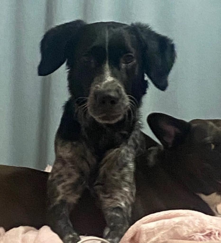 Пропала собака в Череповце — фото объявления