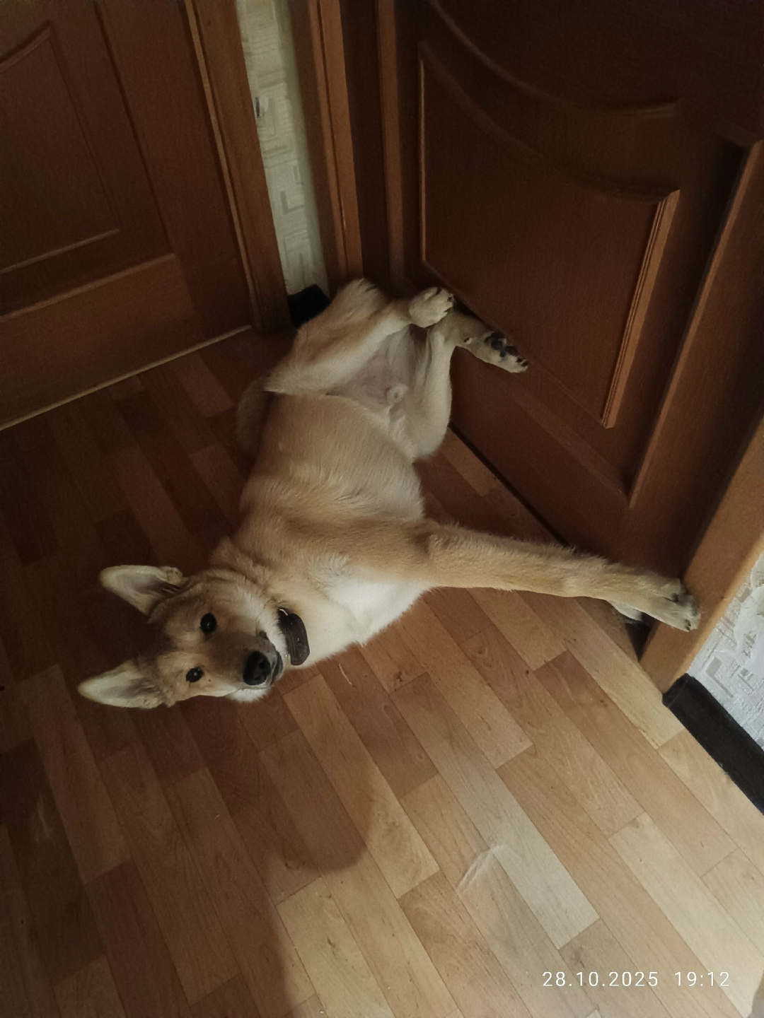 Пропала собака в Череповце — фото объявления