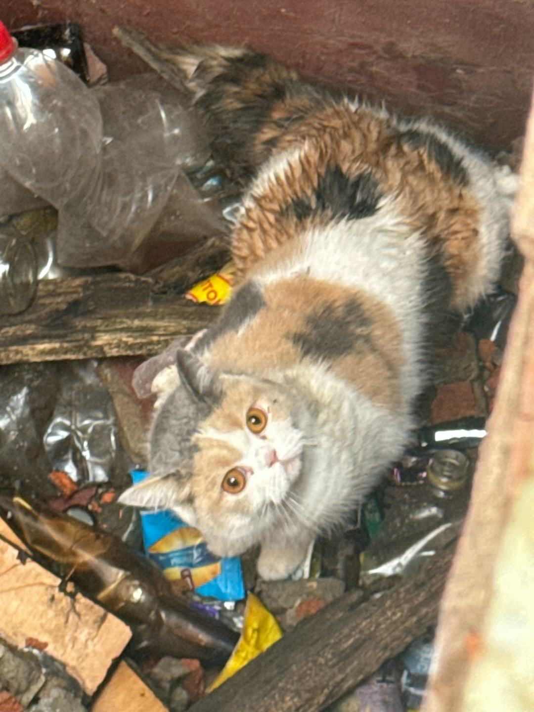 Найдена кошка в Череповце — фото объявления