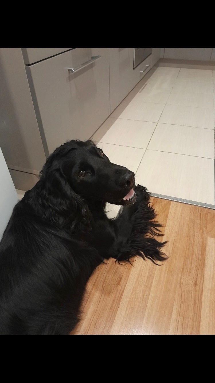 Найдена собака в Череповце — фото объявления