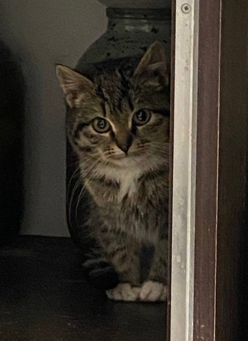 Пропала кошка в Череповце — фото объявления