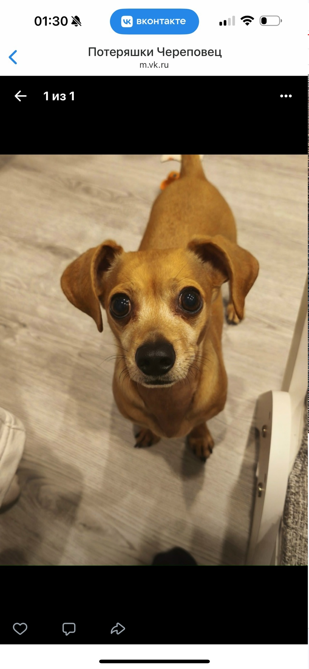 Пропала собака в Череповце — фото объявления