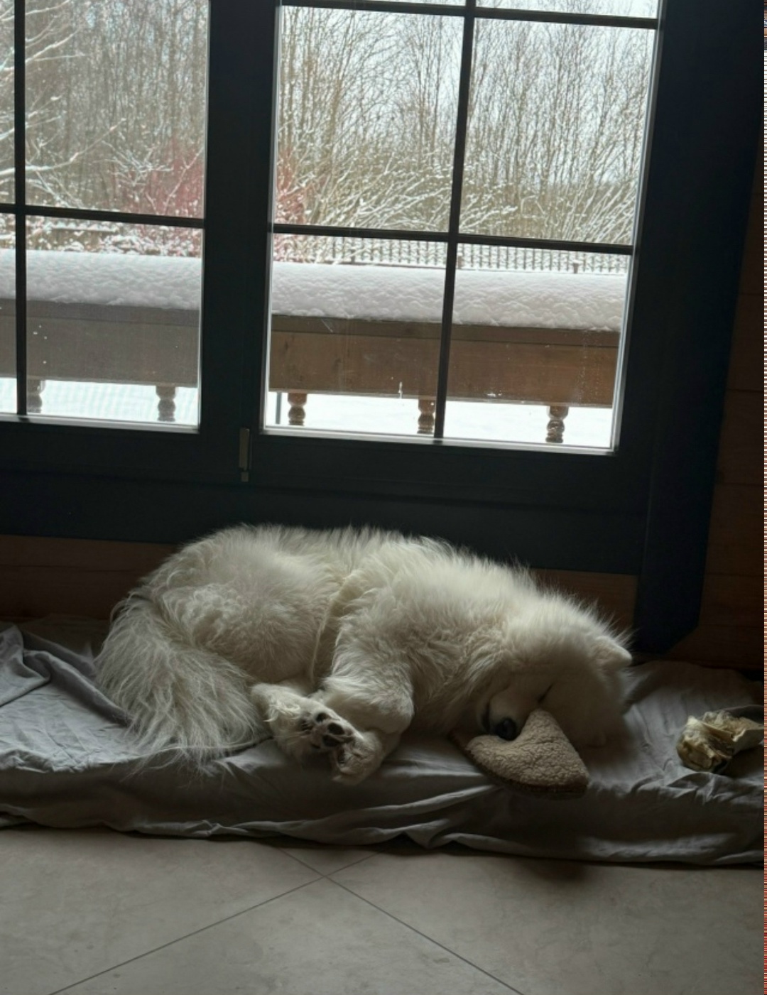 Пропала собака в Череповце — фото объявления