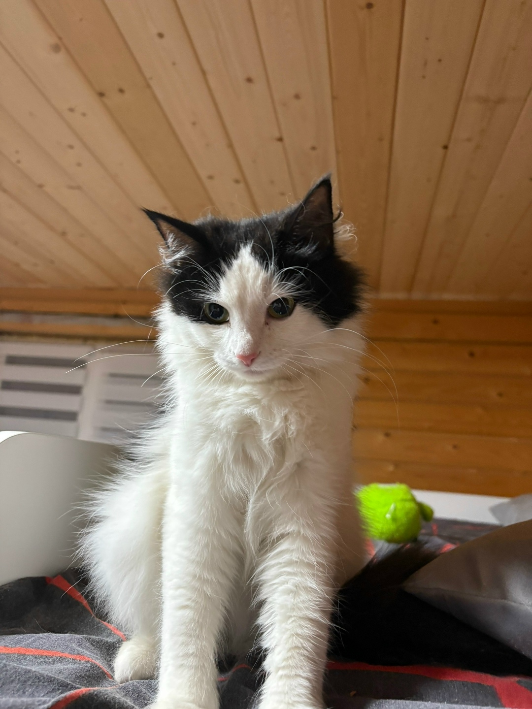 Пропала кошка в Череповце — фото объявления