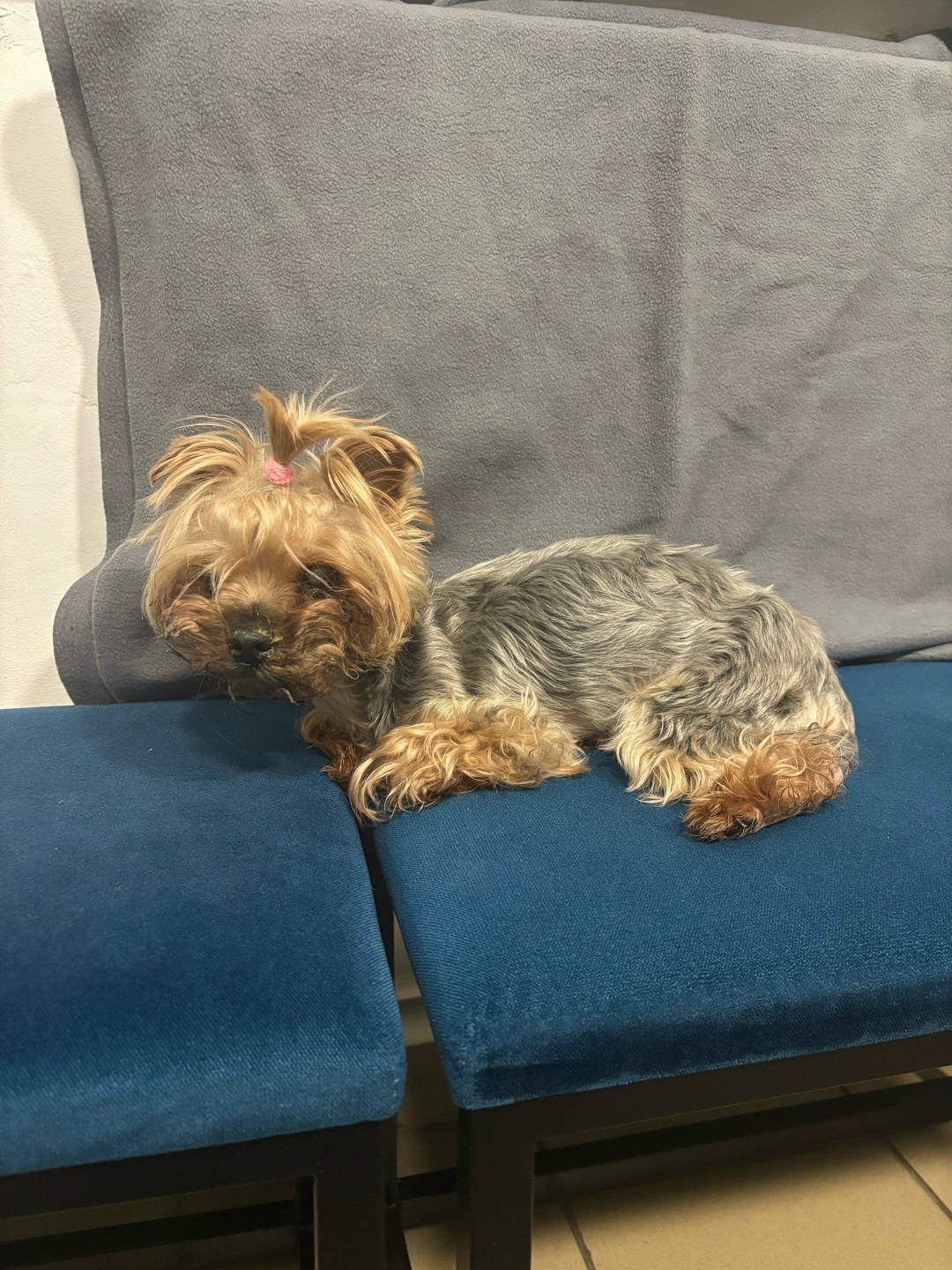 Найдена собака в Череповце — фото объявления