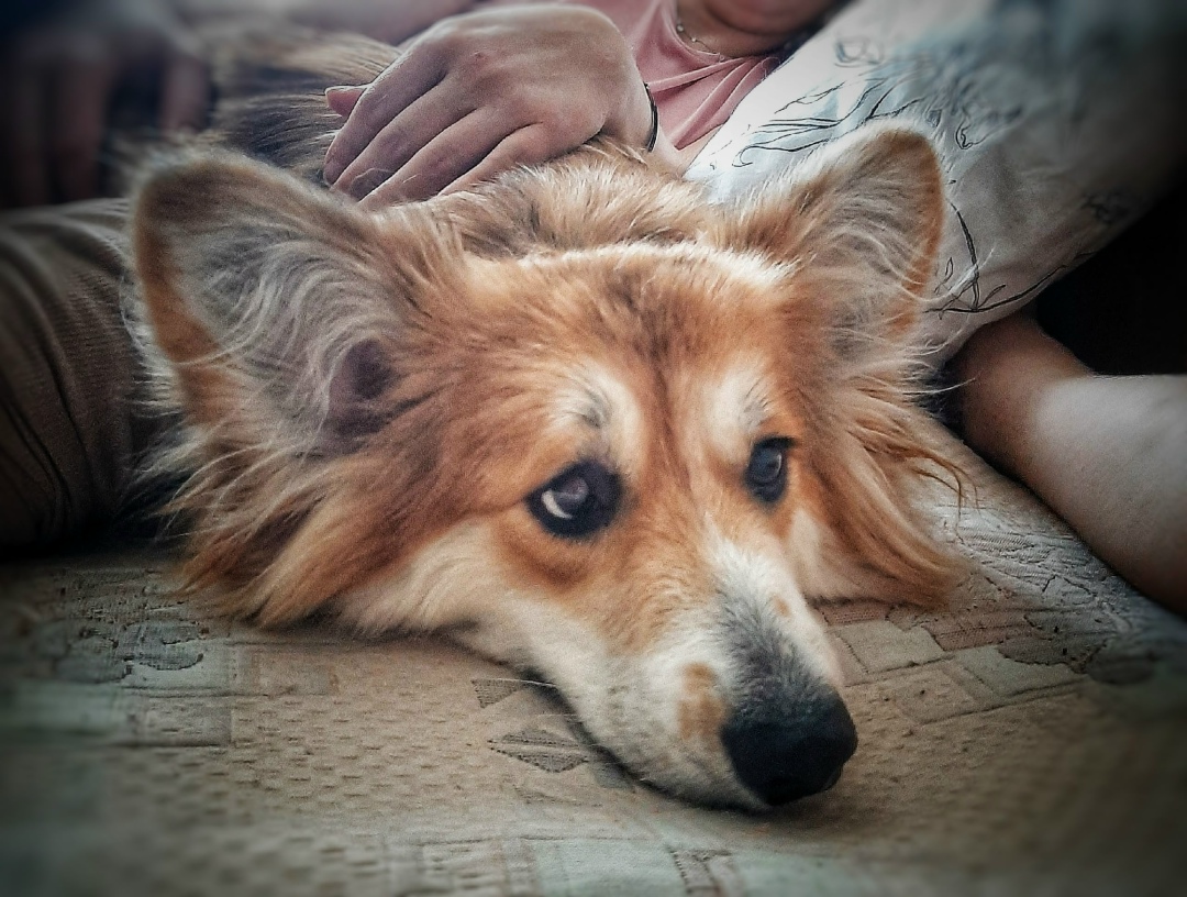 Пропала собака в Череповце — фото объявления