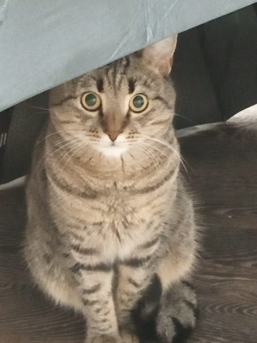 Пропала кошка в Череповце — фото объявления