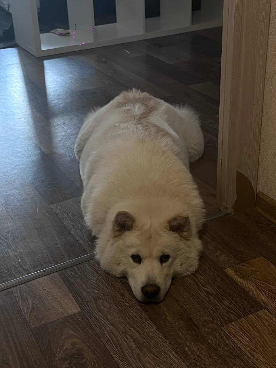 Пропала собака в Череповце — фото объявления