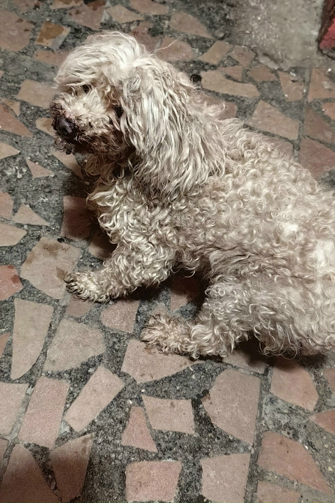 Найдена собака в Череповце — фото объявления