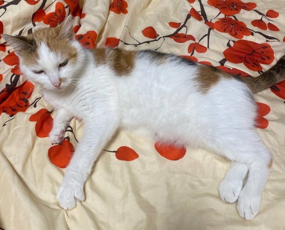 Пропала кошка в Череповце — фото объявления