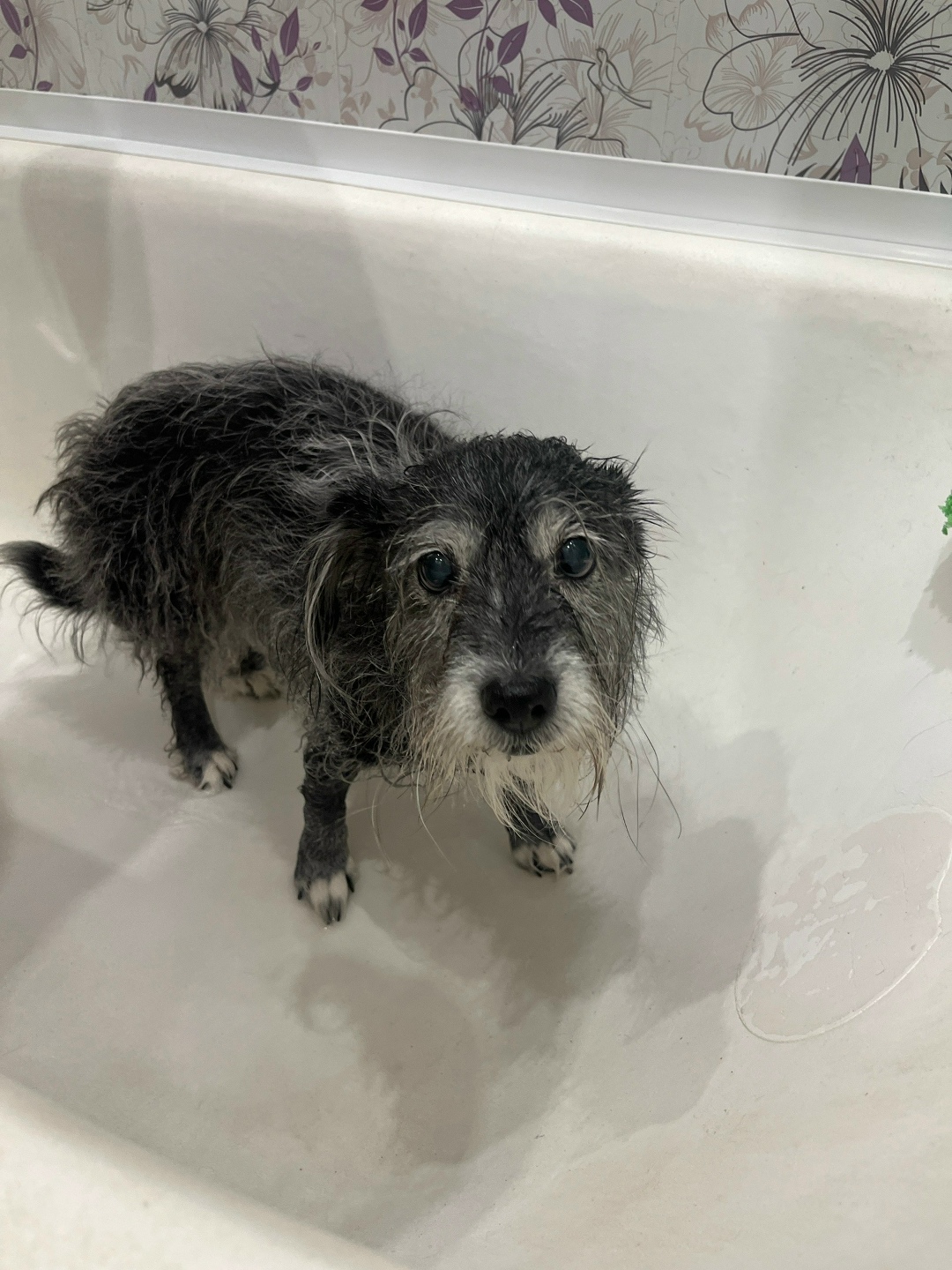 Найдена собака в Череповце — фото объявления