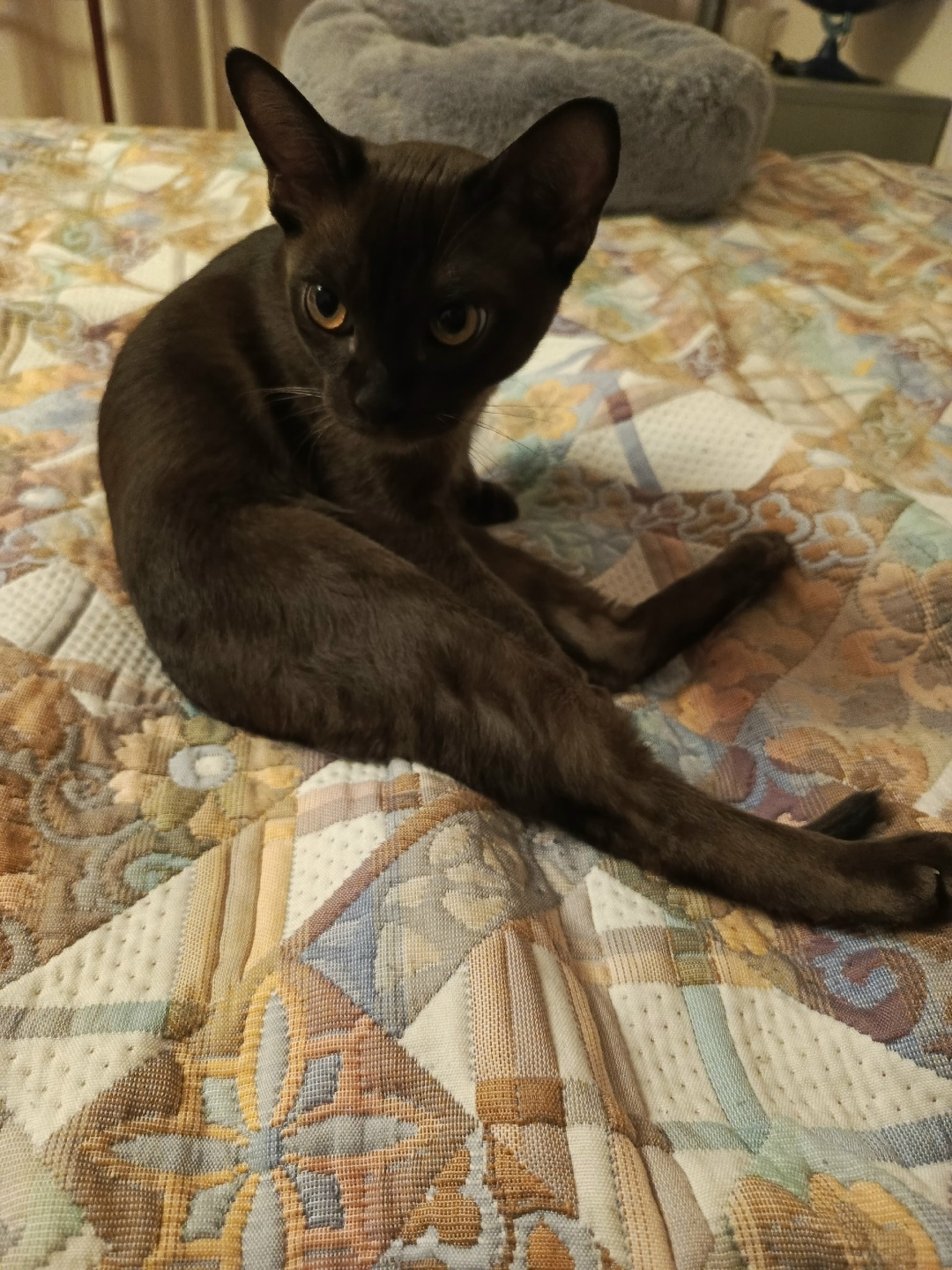 Пропала кошка в Череповце — фото объявления