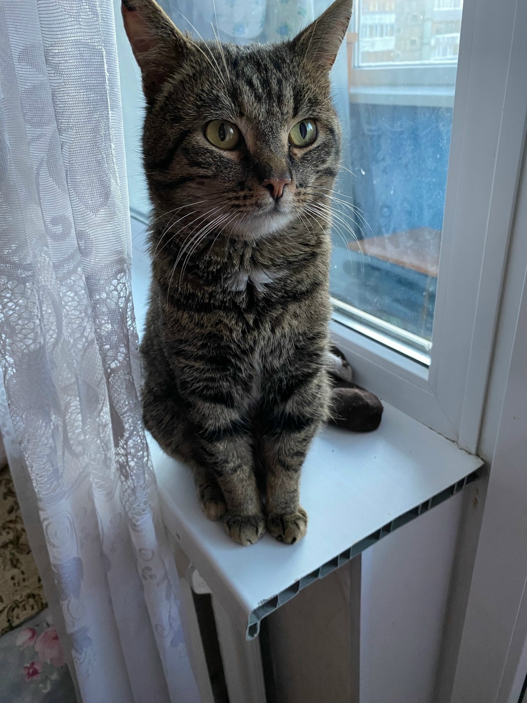 Пропала кошка в Череповце — фото объявления