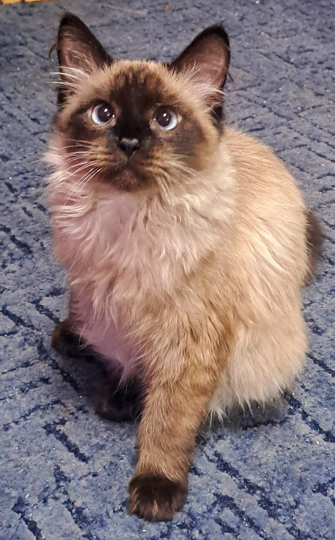 Пропала собака в Череповце — фото объявления