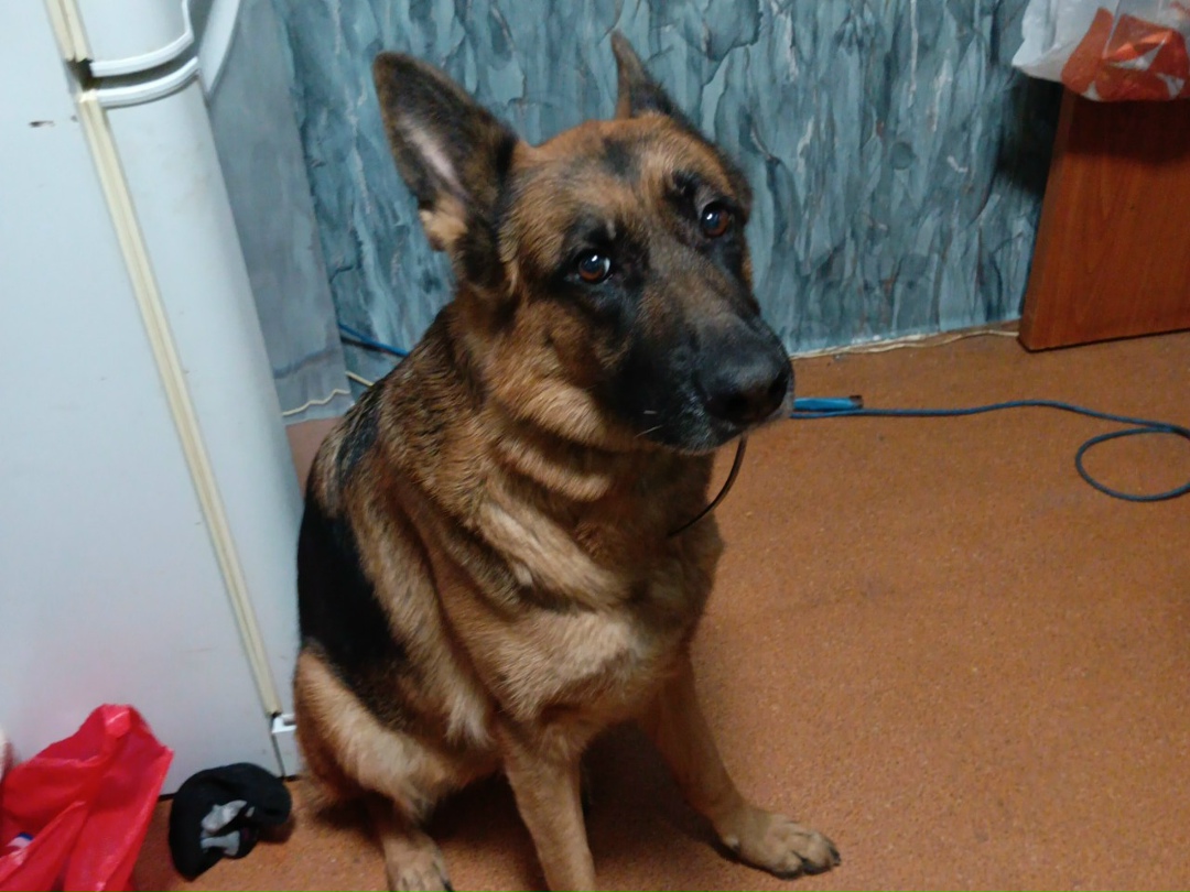 Пропала собака в Череповце — фото объявления