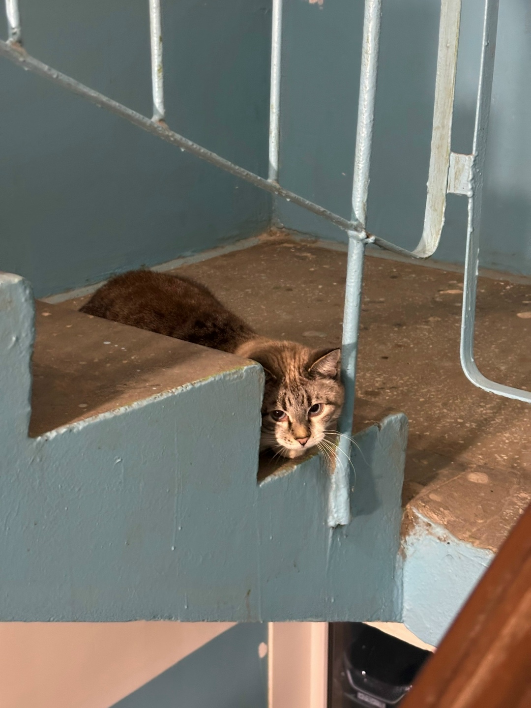 Найдена кошка в Череповце — фото объявления