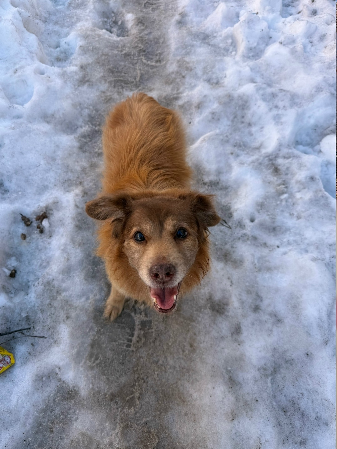 Найдена собака в Череповце — фото объявления