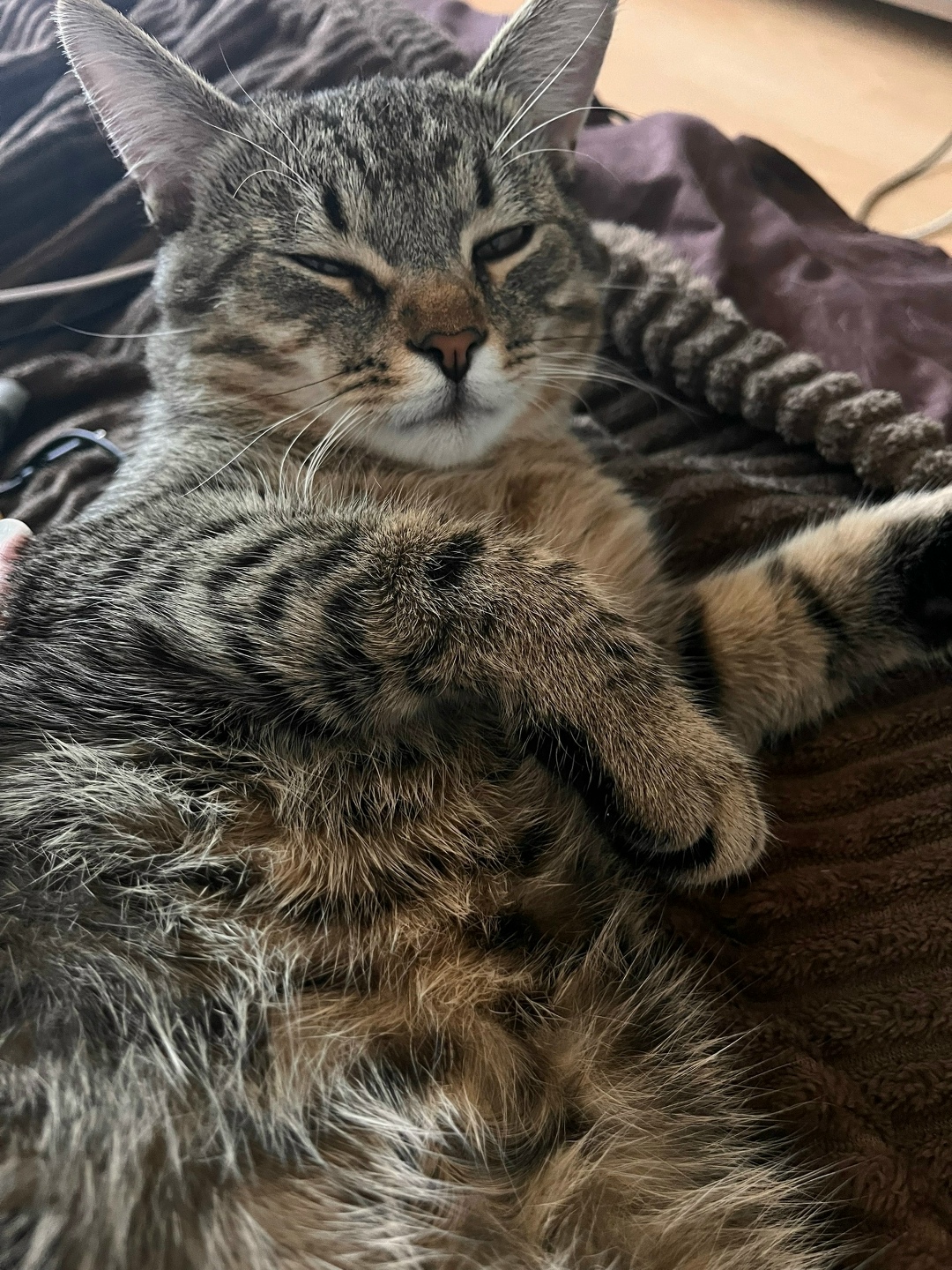 Найдена кошка в Череповце — фото объявления