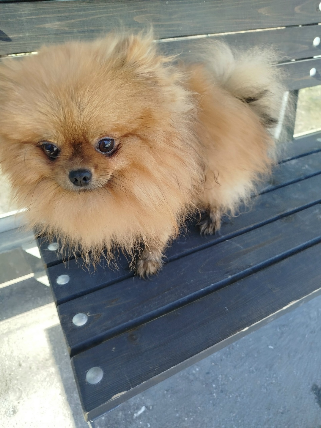 Найдена собака в Череповце — фото объявления