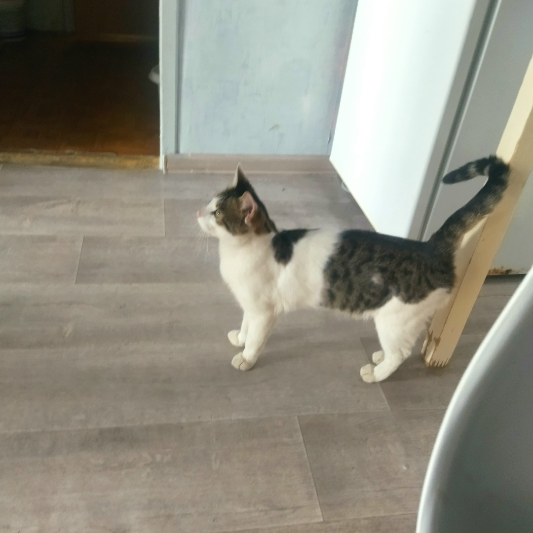 Найдена кошка в Череповце — фото объявления