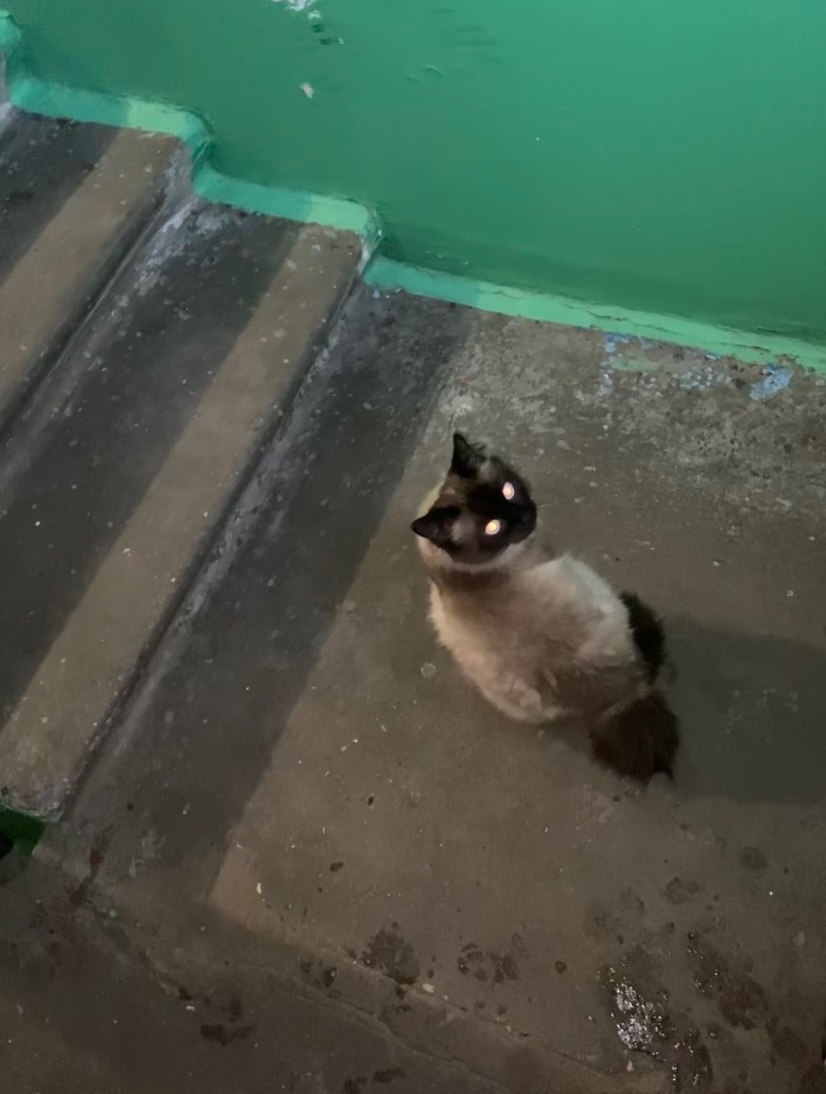 Пропала кошка в Череповце — фото объявления